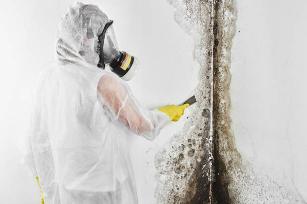 Best Crawl Space Mold Removal  in East Quincy, CA
