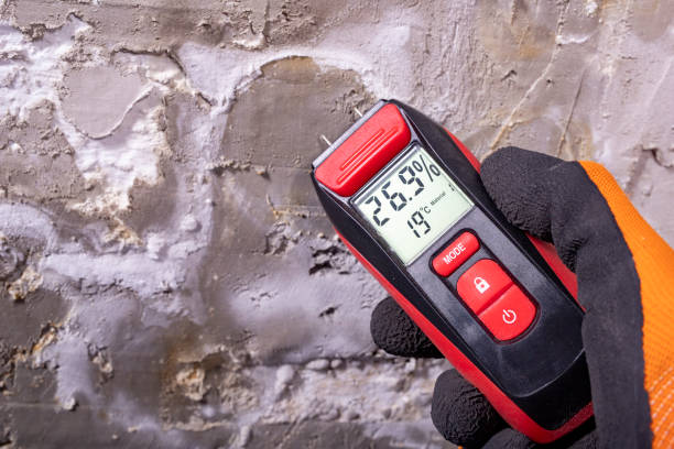 Best Mold Damage Repair  in East Quincy, CA