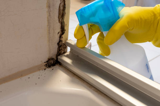  East Quincy, CA Mold Removal Pros