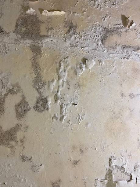 Best Home Mold Removal  in East Quincy, CA