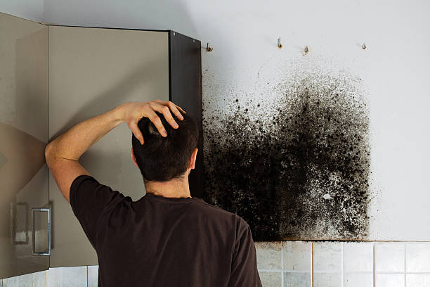 Professional Mold Removal in East Quincy, CA