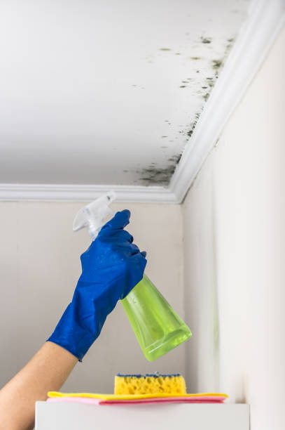 Best Black Mold Removal  in East Quincy, CA